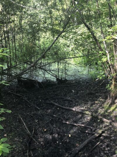 Pinecliff Audubon Sanctuary - Chappaqua, NY