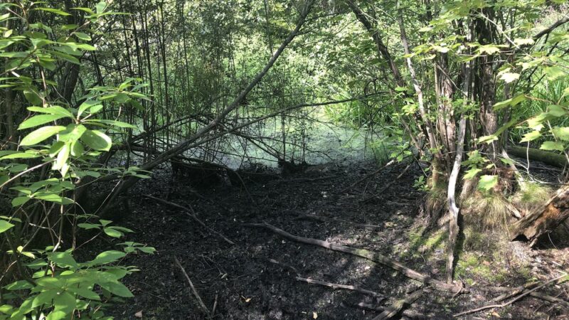 Pinecliff Audubon Sanctuary - Chappaqua, NY