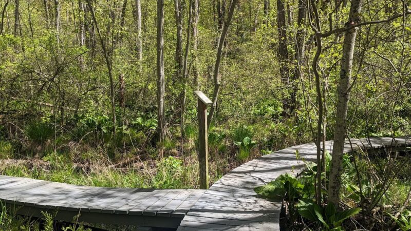 Pruyn Audubon Sanctuary - Chappaqua, NY