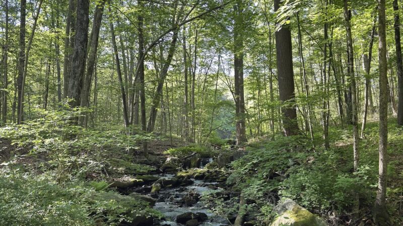 Whippoorwill Park - Chappaqua, NY