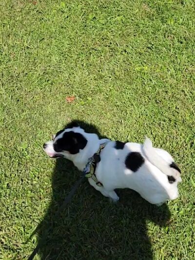 Cool Spring Preserve - Charles Town, WV