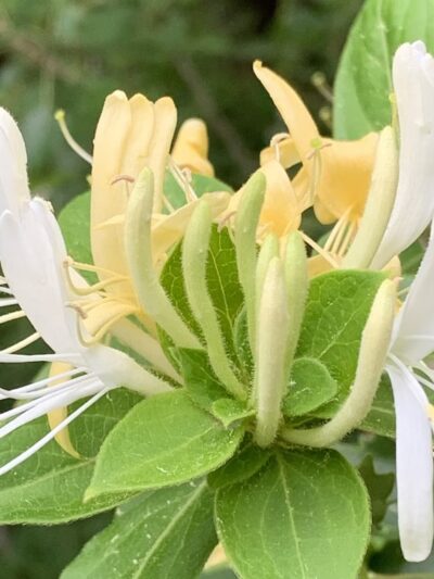 Cato Park - Charleston, WV