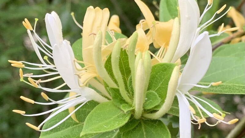 Cato Park - Charleston, WV