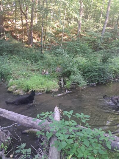 Edwards Run Wildlife Management Area - Charleston, WV