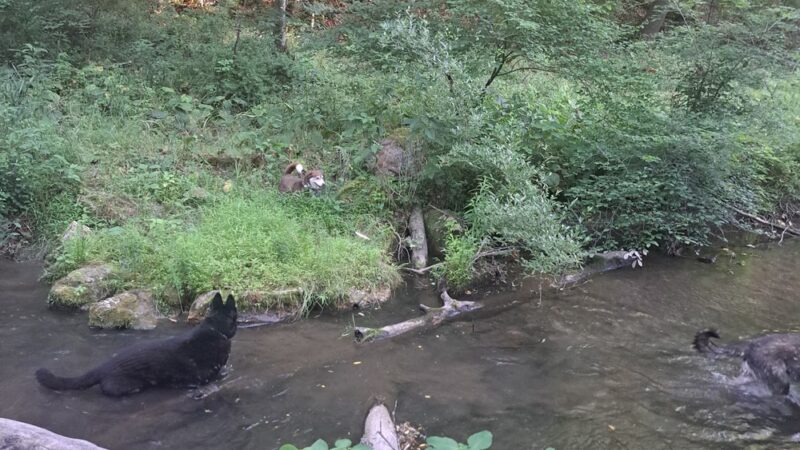 Edwards Run Wildlife Management Area - Charleston, WV