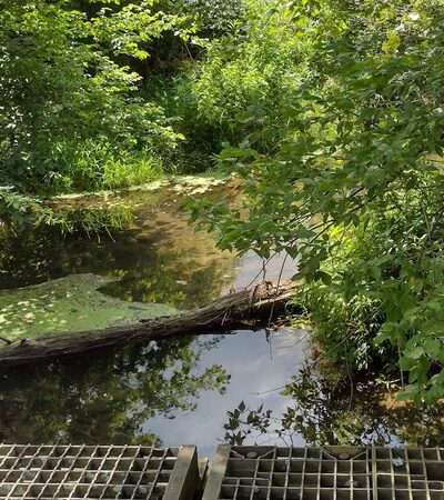 Edwards Run Wildlife Management Area - Charleston, WV