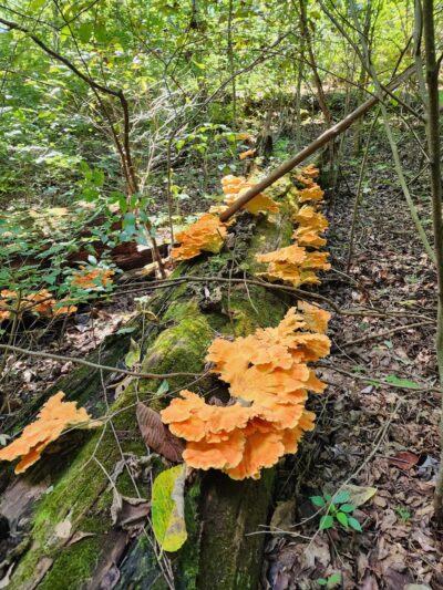 Charlestown State Park Trail 1 Trailhead - Charlestown, IN