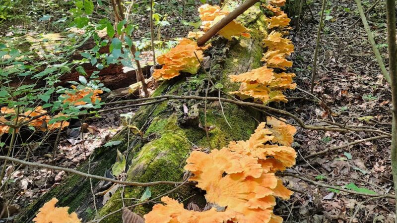 Charlestown State Park Trail 1 Trailhead - Charlestown, IN