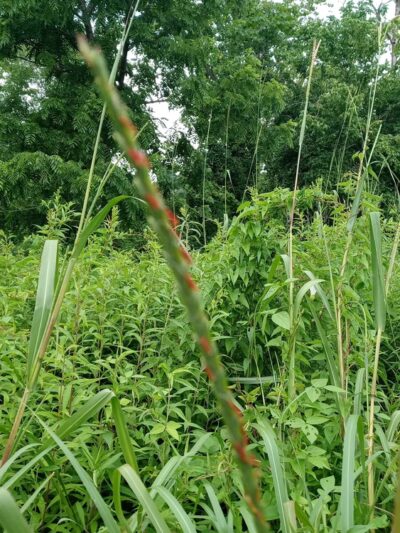 Rivanna Park - Charlottesville, VA