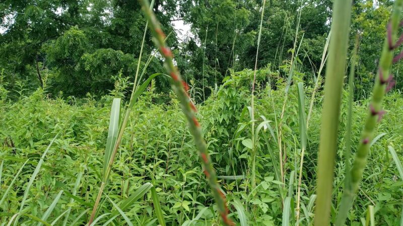 Rivanna Park - Charlottesville, VA