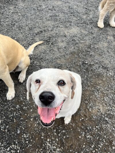 Chattaroy Dog Boarding - Chattaroy, WA