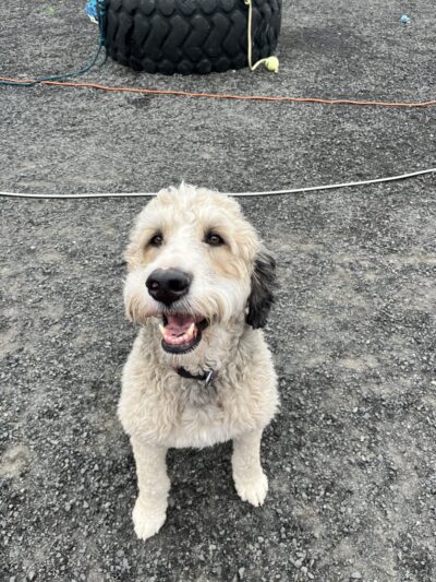 Chattaroy Dog Boarding - Chattaroy, WA