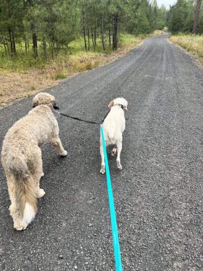 Chattaroy Dog Boarding - Chattaroy, WA