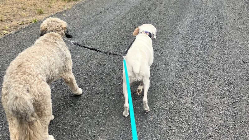 Chattaroy Dog Boarding - Chattaroy, WA