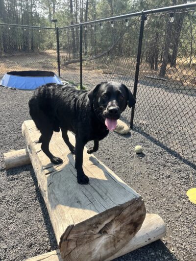 Chattaroy Dog Boarding - Chattaroy, WA