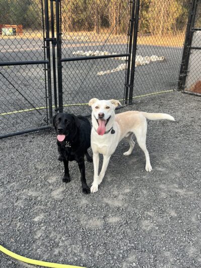 Chattaroy Dog Boarding - Chattaroy, WA