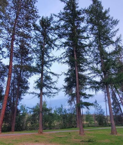 Playground - Chattaroy, WA