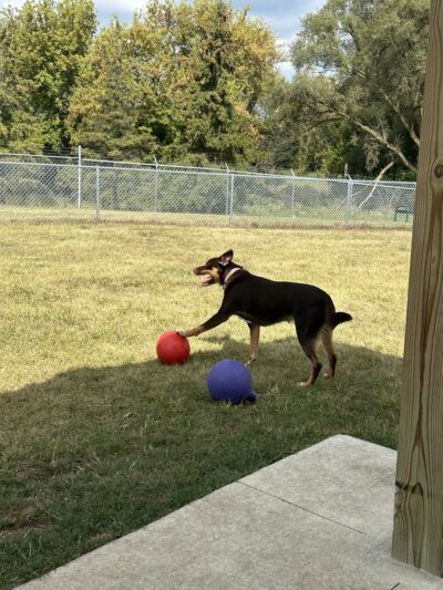 City of Chelsea Dog Park - Chelsea, MI