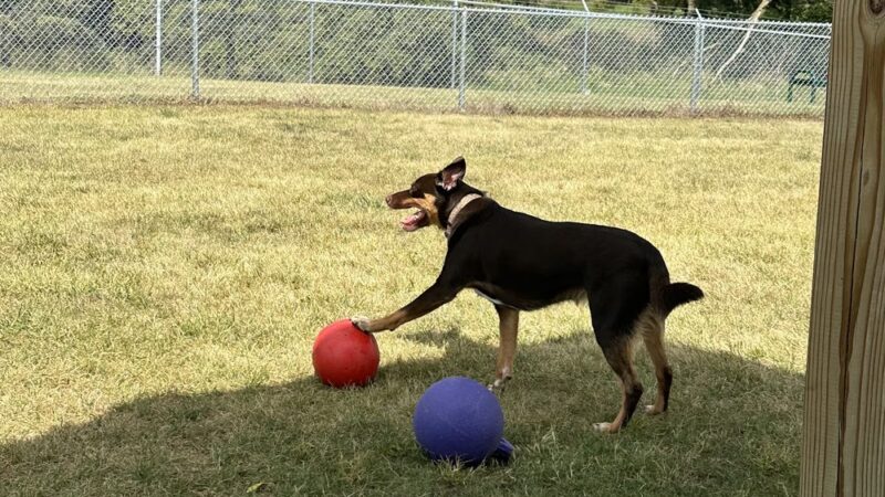 City of Chelsea Dog Park - Chelsea, MI