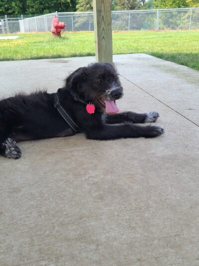 City of Chelsea Dog Park - Chelsea, MI