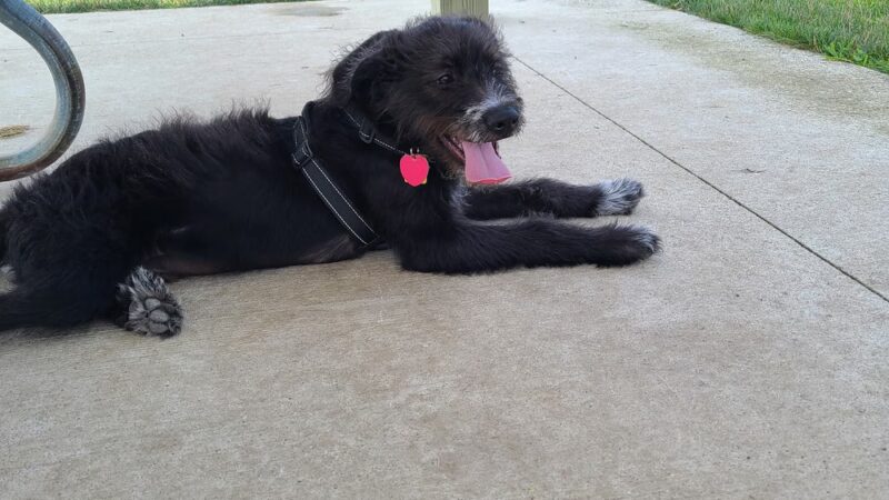 City of Chelsea Dog Park - Chelsea, MI