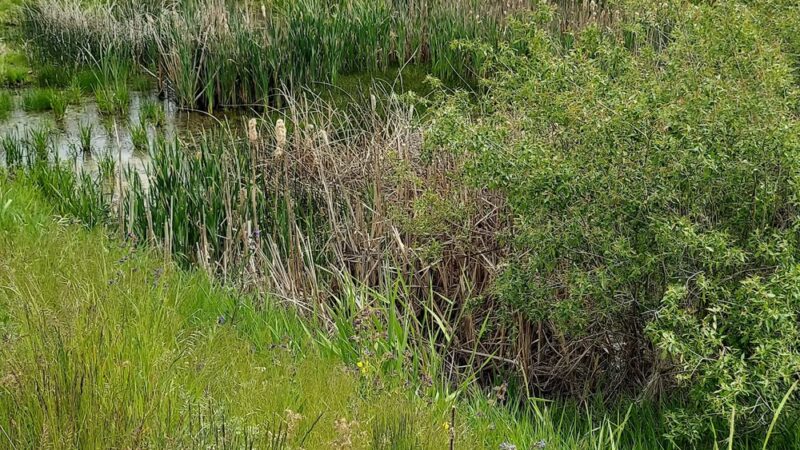 Betz Park - Cheney, WA