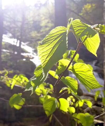 Glendale Falls - Chester, MA