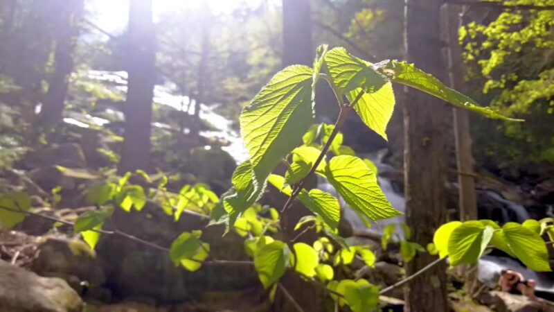 Glendale Falls - Chester, MA