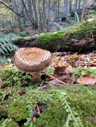 Boulder Park - Chester, MA