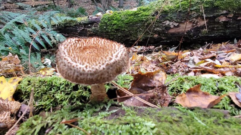 Boulder Park - Chester, MA