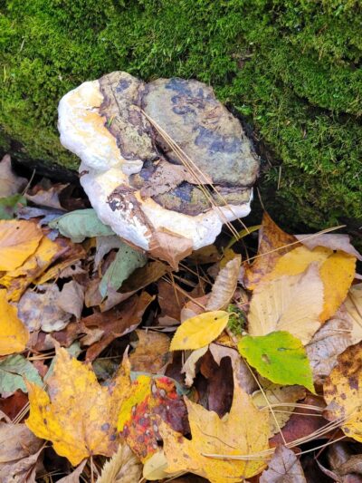 Boulder Park - Chester, MA