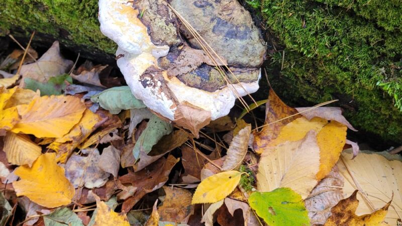 Boulder Park - Chester, MA