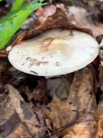 Sanderson Brook Waterfall - Chester, MA