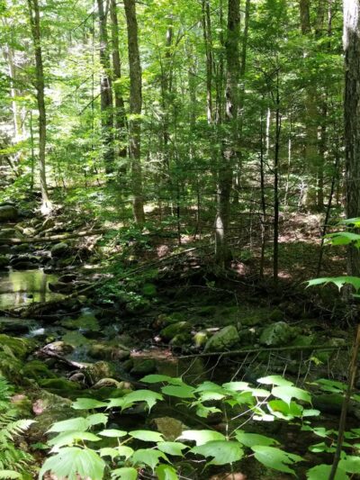 Sanderson Brook Waterfall - Chester, MA