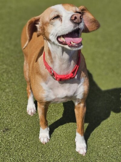 Dogtopia of Chester Springs - Chester Springs, PA