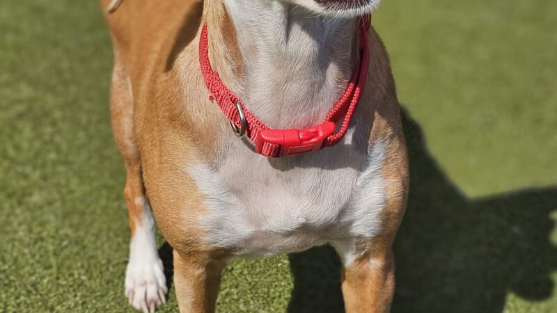 Dogtopia of Chester Springs - Chester Springs, PA