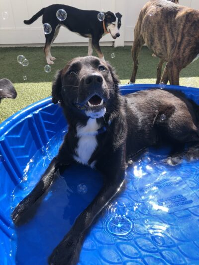 Dogtopia of Chester Springs - Chester Springs, PA