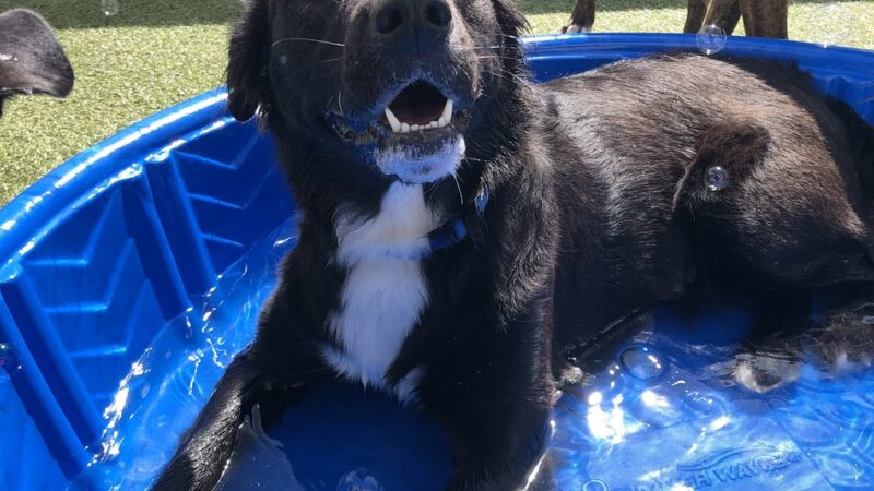 Dogtopia of Chester Springs - Chester Springs, PA