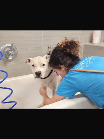 Dogtopia of Chester Springs - Chester Springs, PA