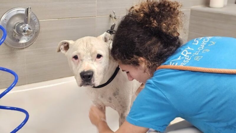 Dogtopia of Chester Springs - Chester Springs, PA