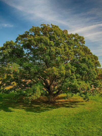 Natural Lands' Bryn Coed Preserve - Chester Springs, PA