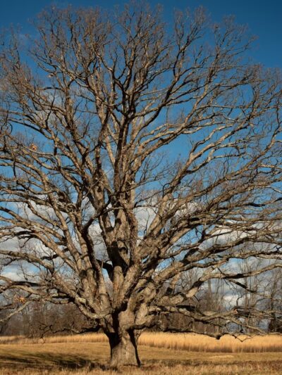Natural Lands' Bryn Coed Preserve - Chester Springs, PA