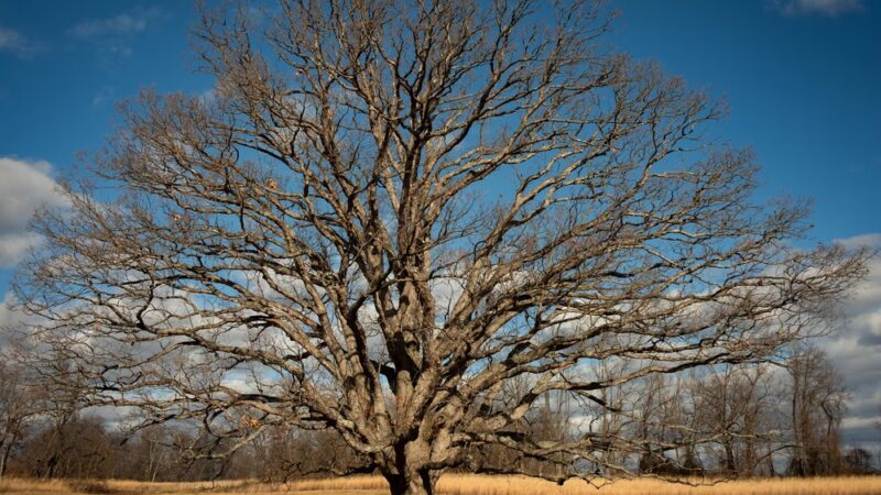 Natural Lands' Bryn Coed Preserve - Chester Springs, PA