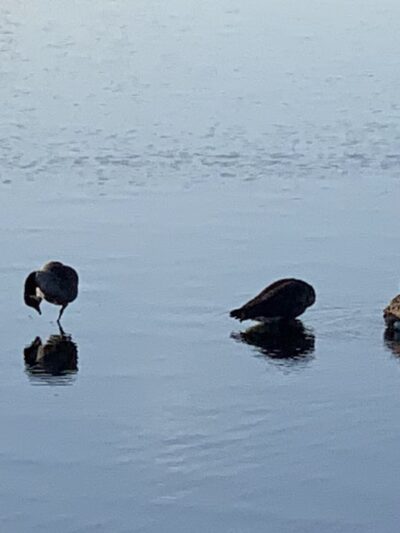 Chestnut Hill Reservoir - Chestnut Hill, MA