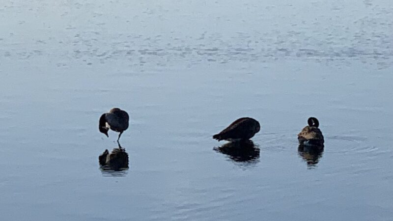 Chestnut Hill Reservoir - Chestnut Hill, MA