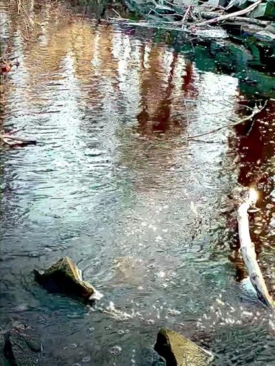 Lost Pond Conservation Area - Chestnut Hill, MA