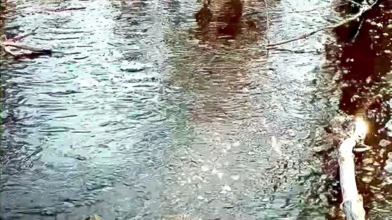 Lost Pond Conservation Area - Chestnut Hill, MA