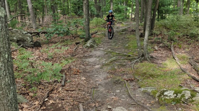 Lost Pond Conservation Area - Chestnut Hill, MA