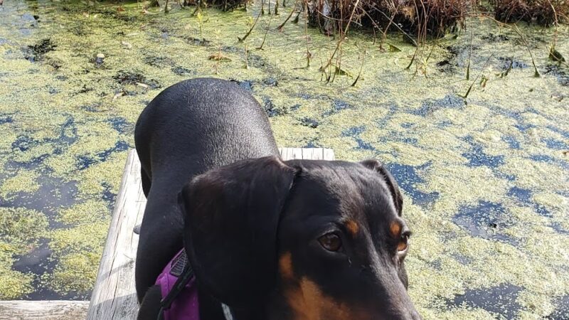 Lost Pond Conservation Area - Chestnut Hill, MA