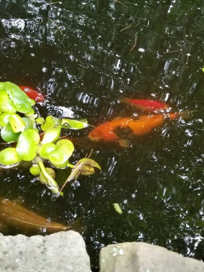 Lost Pond Conservation Area - Chestnut Hill, MA